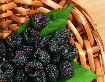 Fruit-Raspberry-Jewel #1