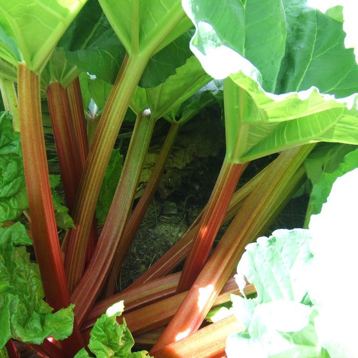 Fruit-Rhubarb-Canada Red #2