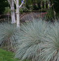 Helictotrichon sempervirens #1
