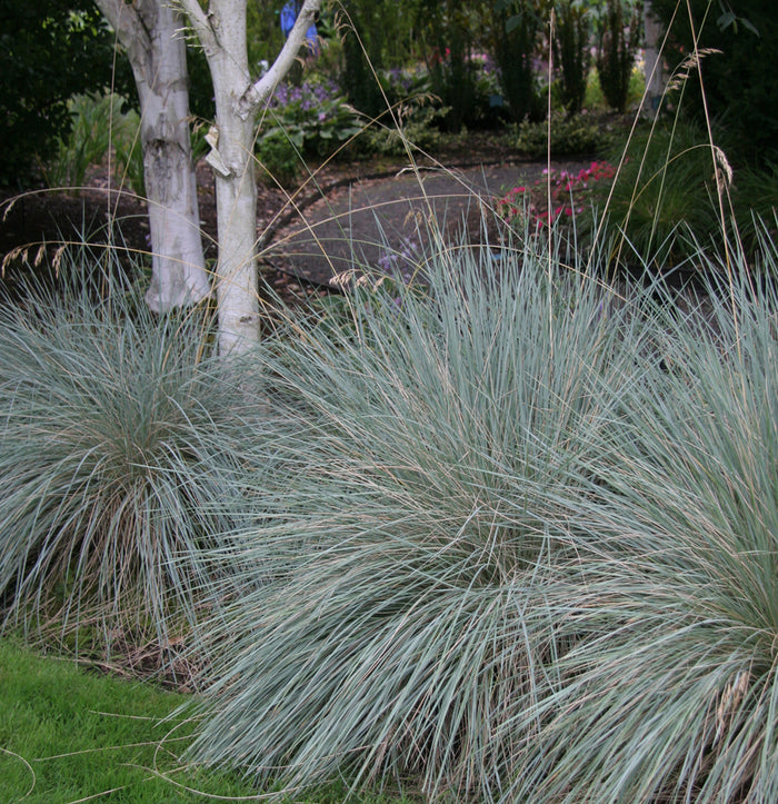 Helictotrichon sempervirens #1
