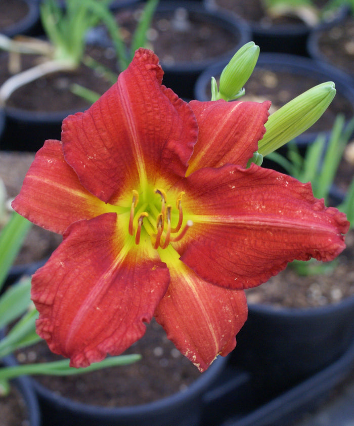 Hemerocallis Charles Johnston #1