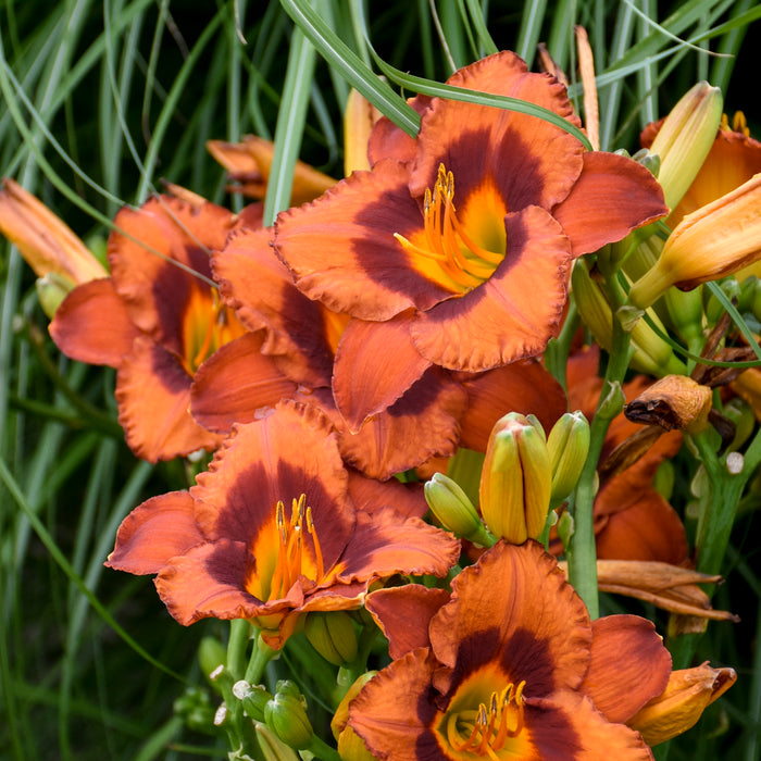 Hemerocallis Mighty Chestnut #1