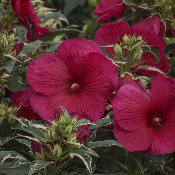 Hibiscus Summer Carnival #2