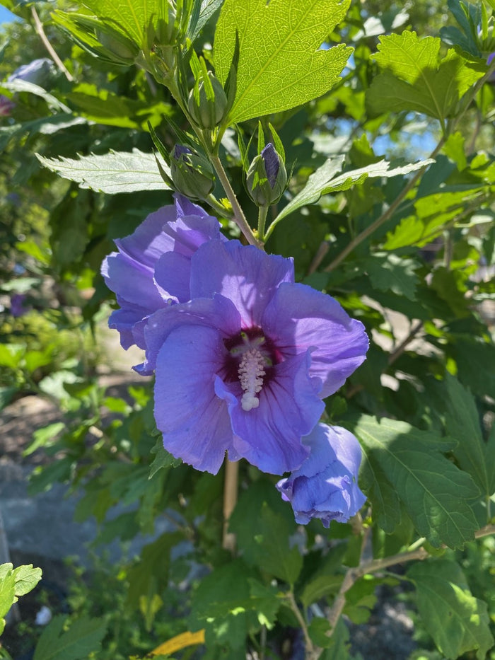 Hibiscus syr Blue Satin #3