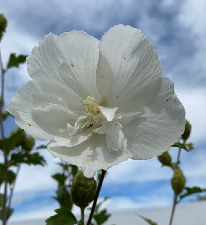 Hibiscus syr White Chiffon #3
