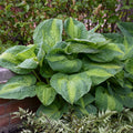 Hosta Brother Stefan #1