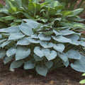 Hosta Halcyon #1