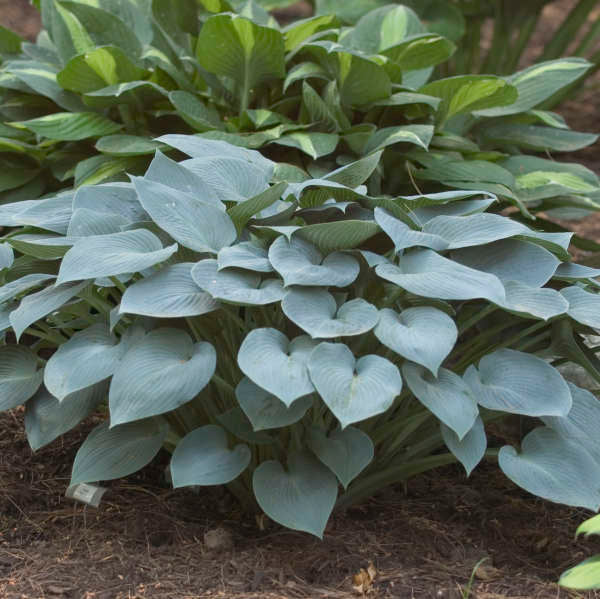 Hosta Halcyon #1