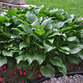 Hosta Royal Standard #1