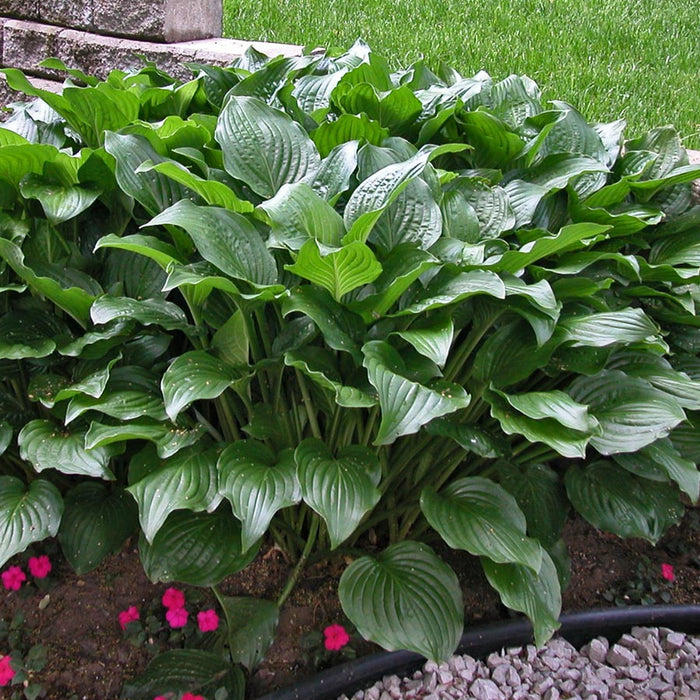 Hosta Royal Standard #1