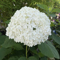 Hydrangea arb Annabelle #3