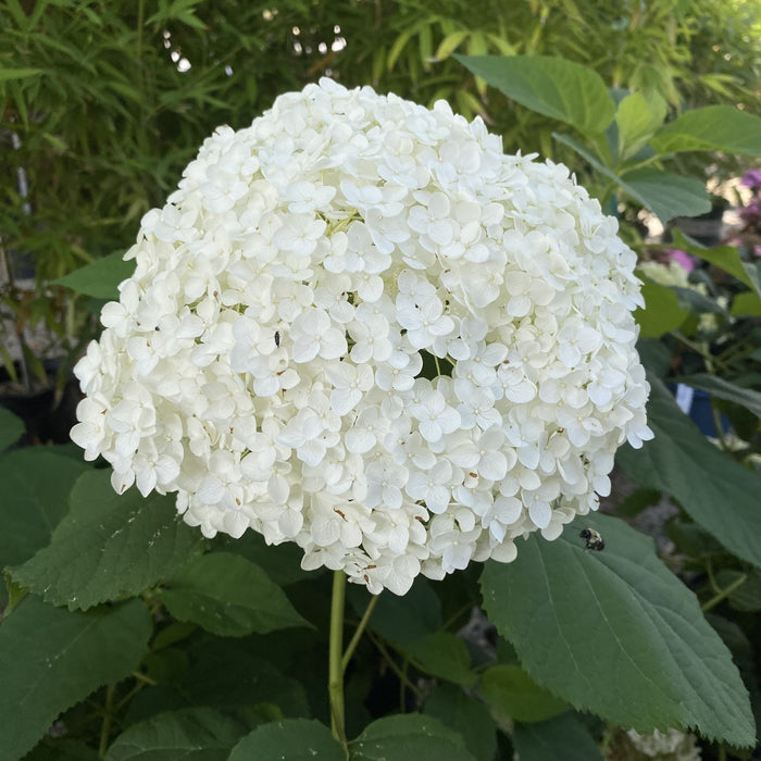 Hydrangea arb Annabelle #3