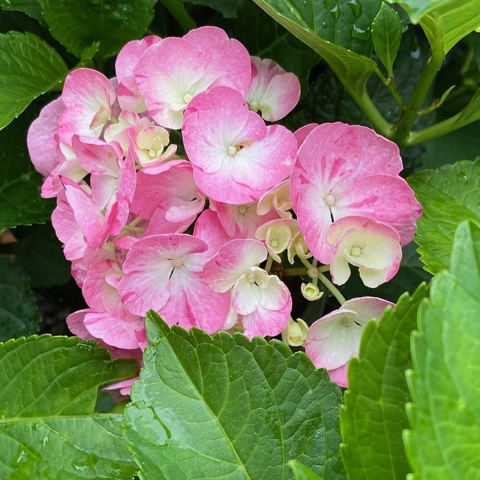 Hydrangea mac Dancing Angel  #3
