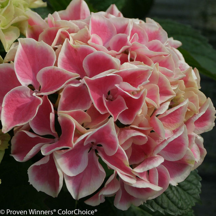 Hydrangea mac Edgy Hearts #3