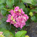 Hydrangea mac ES Bloomstruck #2