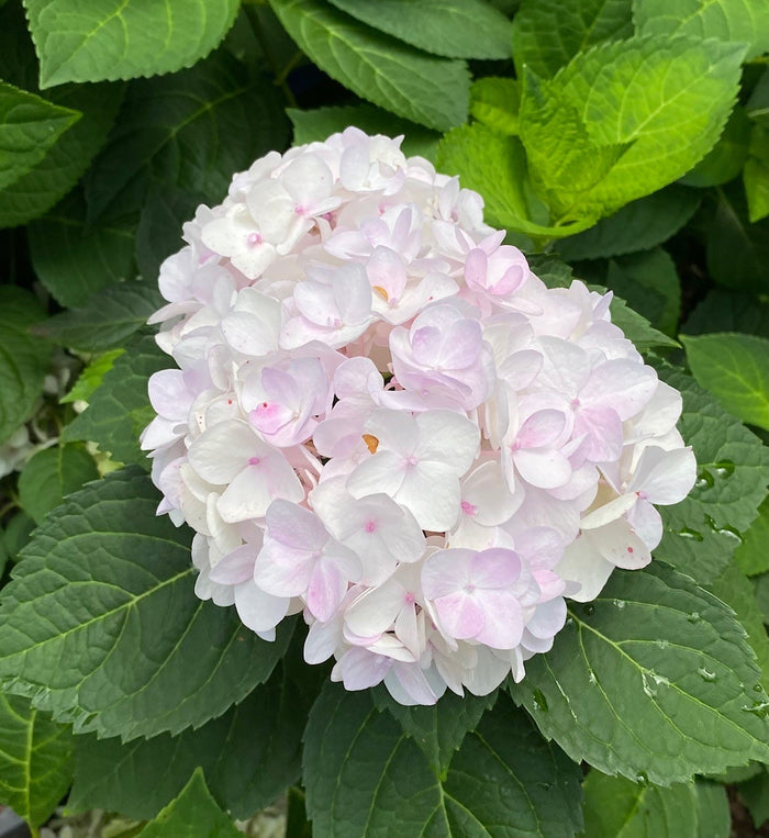 Hydrangea mac ES Blushing Bride #2