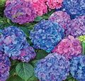Hydrangea mac L. A. Dreamin' #3
