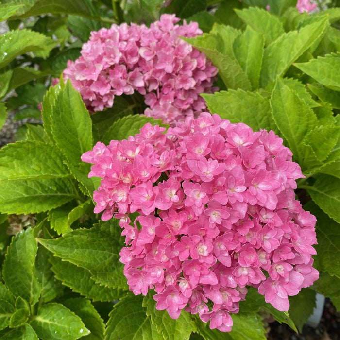 Hydrangea mac Starfield #2