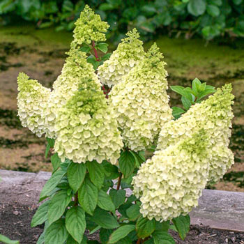 Hydrangea pan Moonrock #3