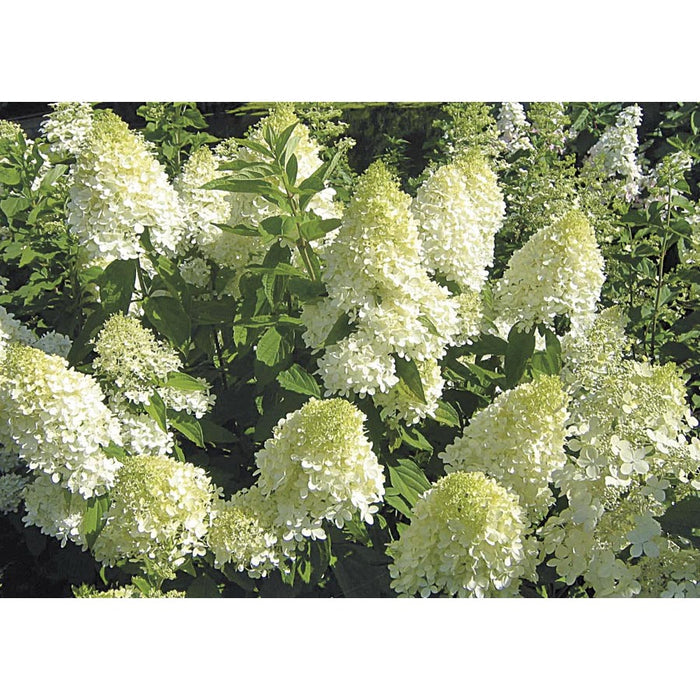 Hydrangea pan White Diamonds #3
