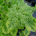 Hydrangea pet Miranda #1 staked