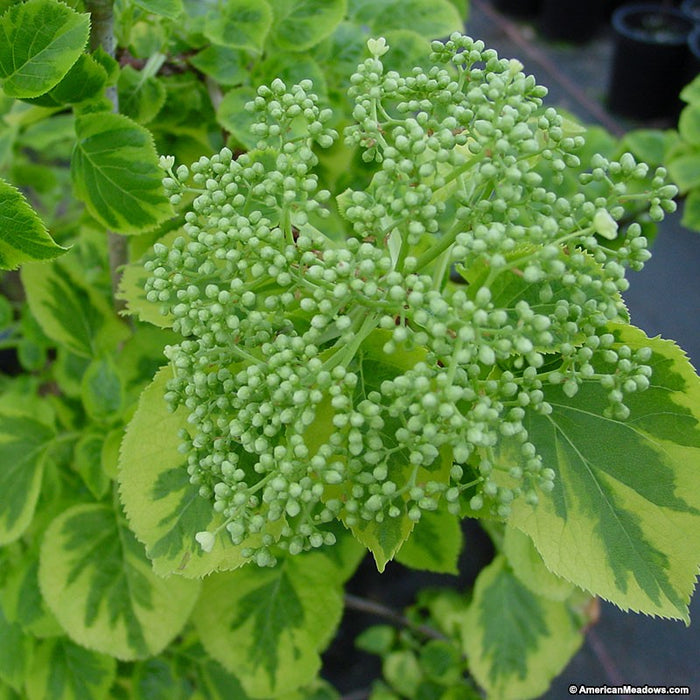 Hydrangea pet Miranda #1 staked