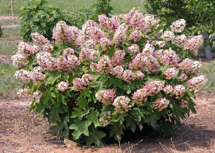 Hydrangea q Munchkin #3
