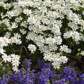 Iberis semp Purity #1