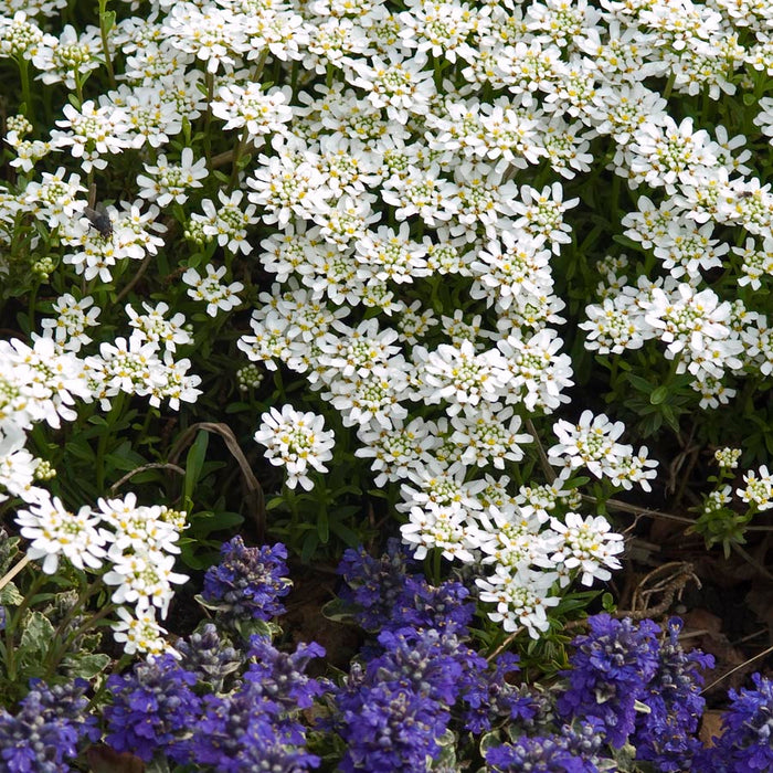 Iberis semp Purity #1
