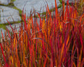 Imperata c Red Baron #1
