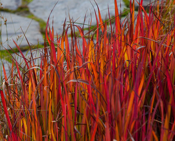 Imperata c Red Baron #1