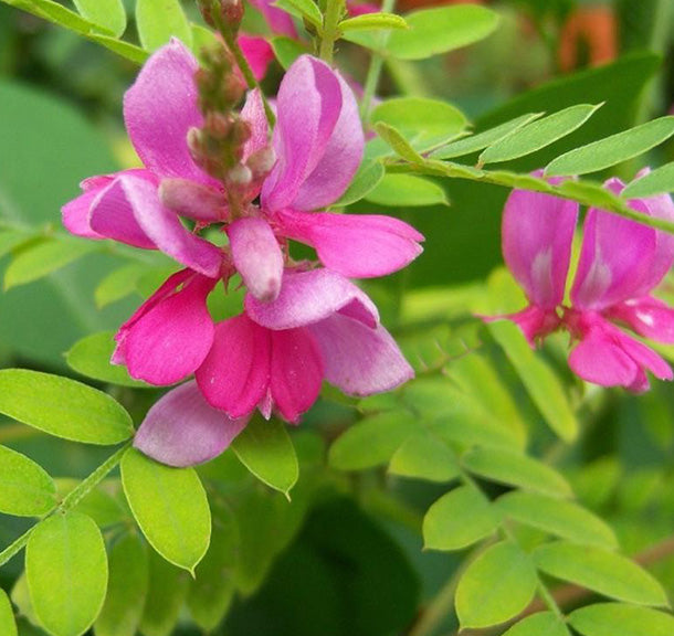 Indigofera heterantha #3