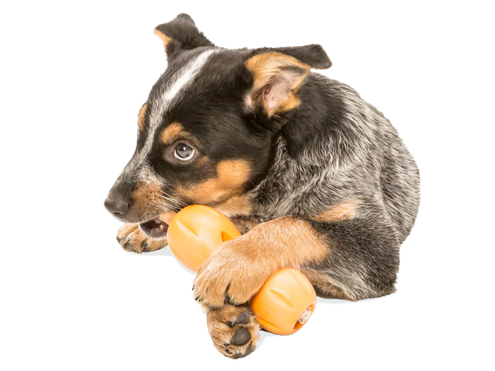 Interactive puzzle, food-dispensing dog toy, Zogoflex Qwizl
