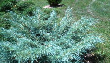 Juniper ch Angelica Blue #2