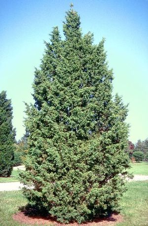 Juniper ch Iowa 4'