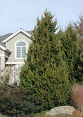 Juniper ch Perfecta 6'