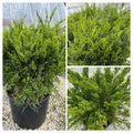 Juniper ch Sea Green #3