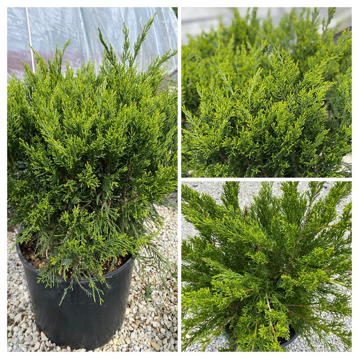 Juniper ch Sea Green #3