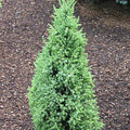 Juniper com Compressa #1