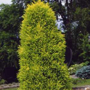 Juniper com Gold Cone #6