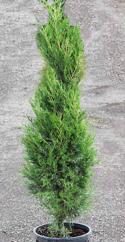 Juniper v Emerald Feather #6