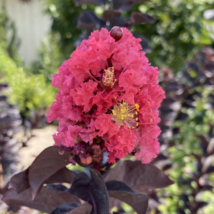 Lagerstroemia THS Coral Boom  #3