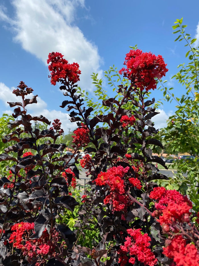 Lagerstroemia THS Rumblin Red #3