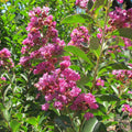 Lagerstroemia Zuni #1