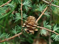 Larix kaempferi #5