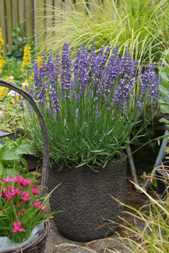 Lavandula Big Time Blue #1