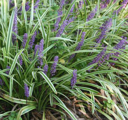 Liriope muscari Variegata #1