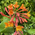 Lonicera x brownii Dropmore Scarlet #2 staked