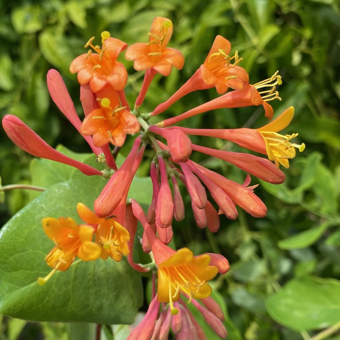 Lonicera x brownii Dropmore Scarlet #2 staked