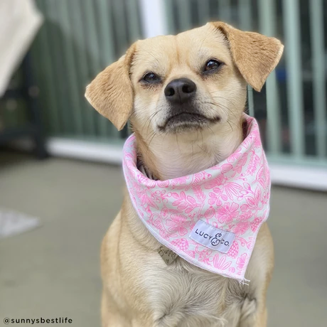 Lucy&Co Dog Bandana: The Chiffon